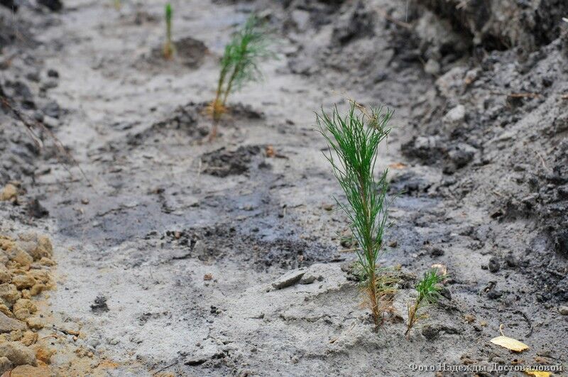 В Курганской области высадили 24 тысячи сосен