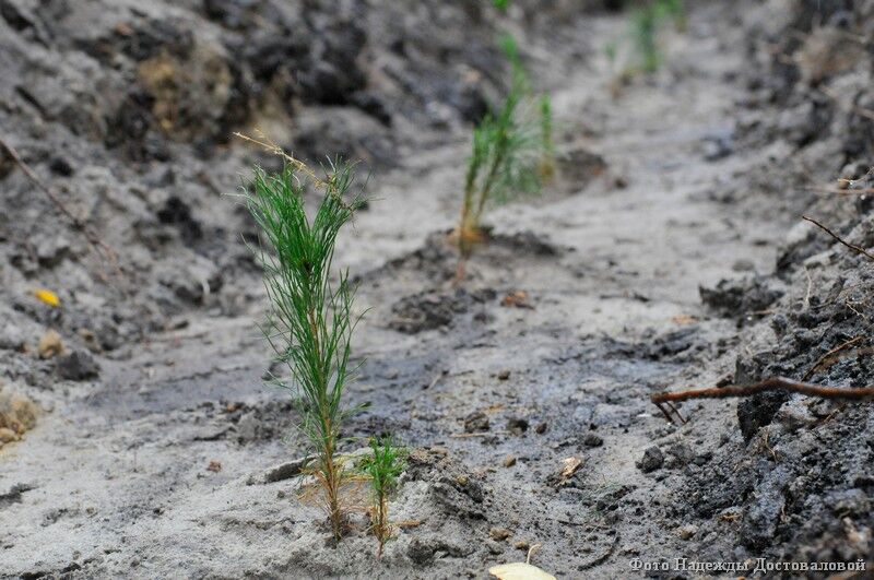 Курганская область присоединилась к всероссийской акции «Сохраним лес»