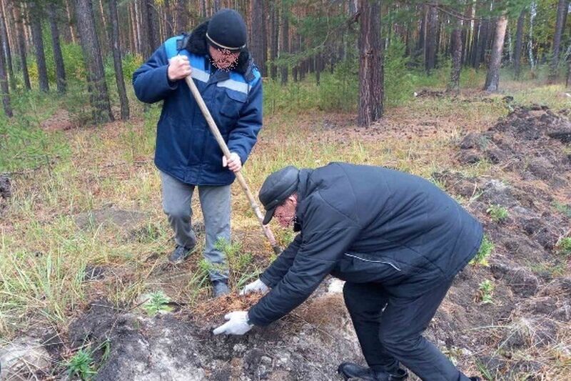 В Кургане осужденные восстанавливают лес после пожаров
