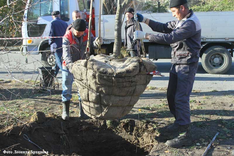 Сиреневый сад и кленовая аллея: в Кургане продолжают озеленять общественные пространства