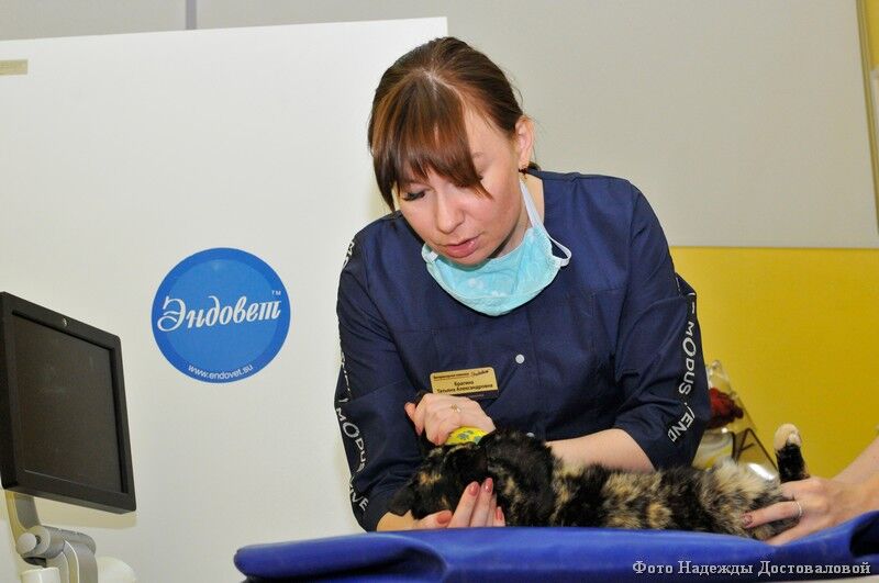 В Кургане лечат тигров и принимают роды у гепардов