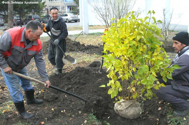 В Кургане в городском саду появится аллея сирени