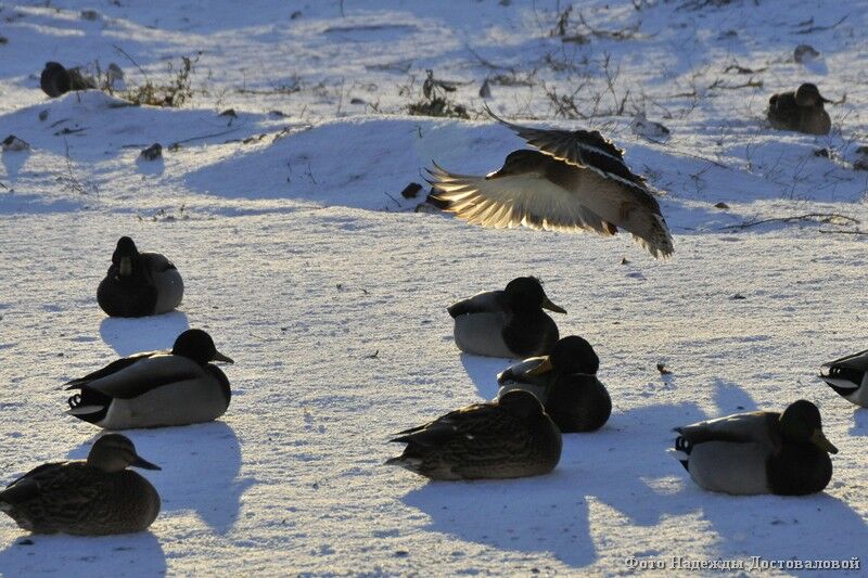 В Кургане подвели итоги акции «Серая шейка – 2023»