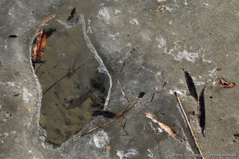 Курганцам рассказали, что делать, если видите детей на льду