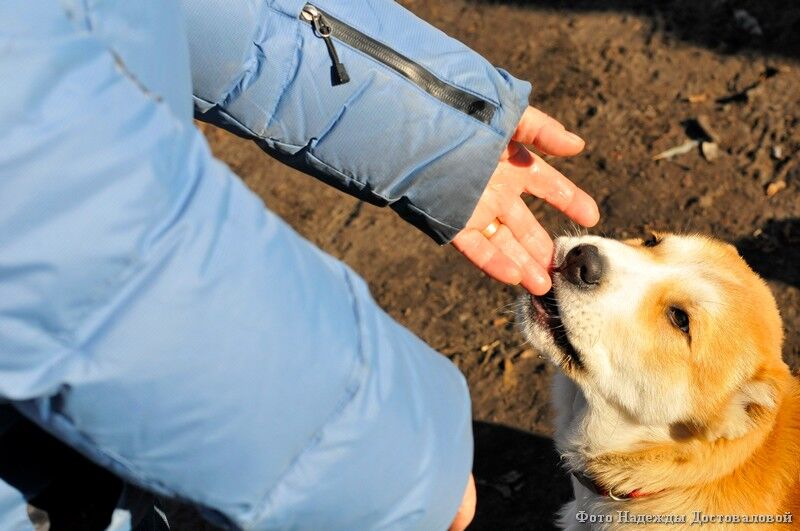 В Щучье бешеная домашняя собака покусала хозяев