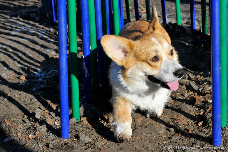Жители Курганской области не спешат чипировать домашних животных