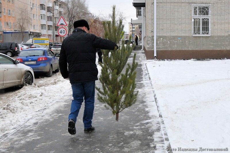С 15 декабря в Кургане начнется торговля ёлками