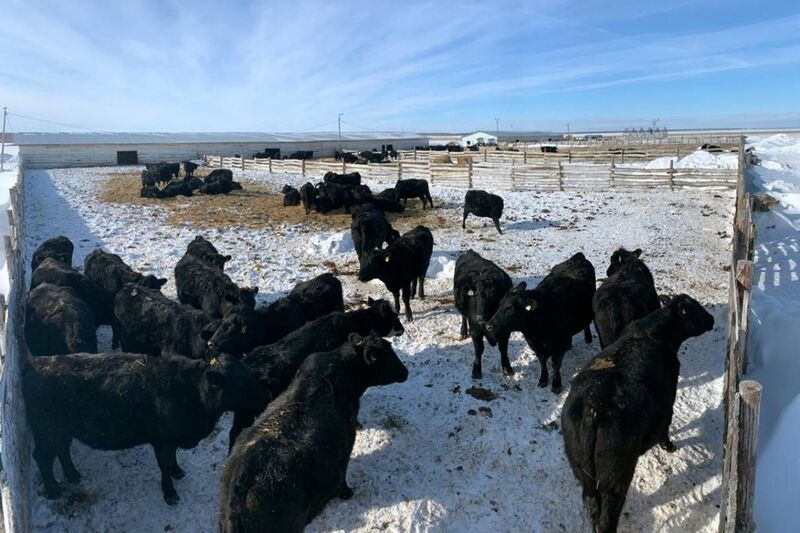 В Курганской области появятся новые фермы