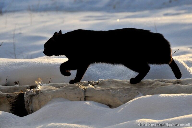 В кадре — курганские кошки