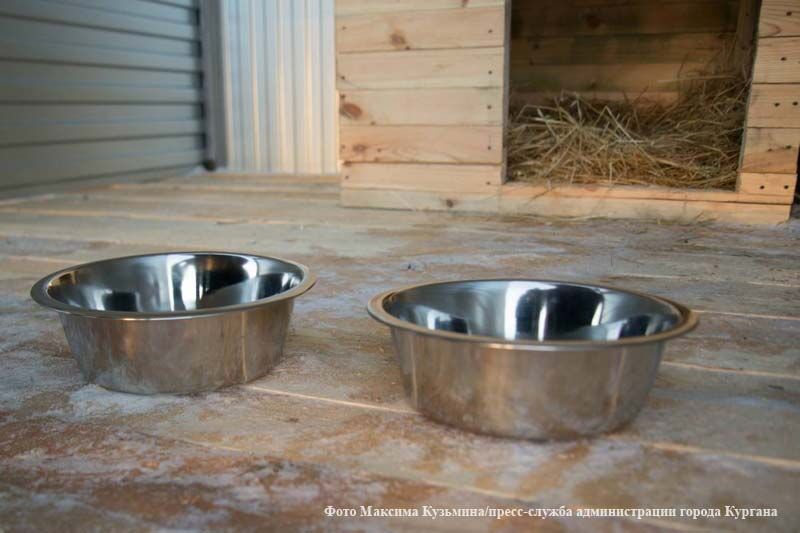 Курганский приют для бездомных животных помог псу Беку вернуться домой