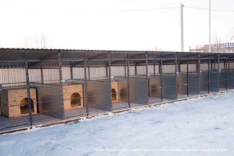 В Кургане скоро откроют первый приют для животных