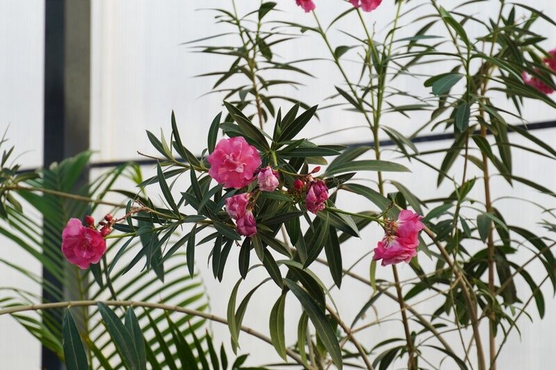 В ботаническом саду КГУ появились новые редкие растения