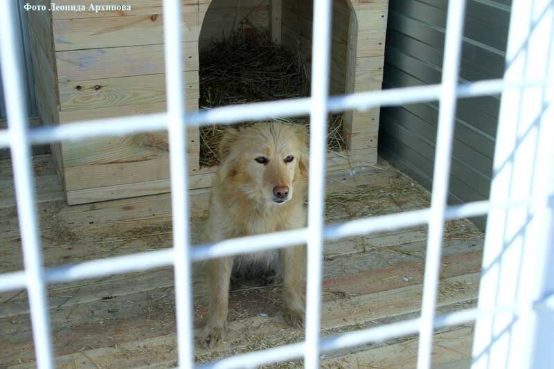 В Кургане начал работать муниципальный приют для животных