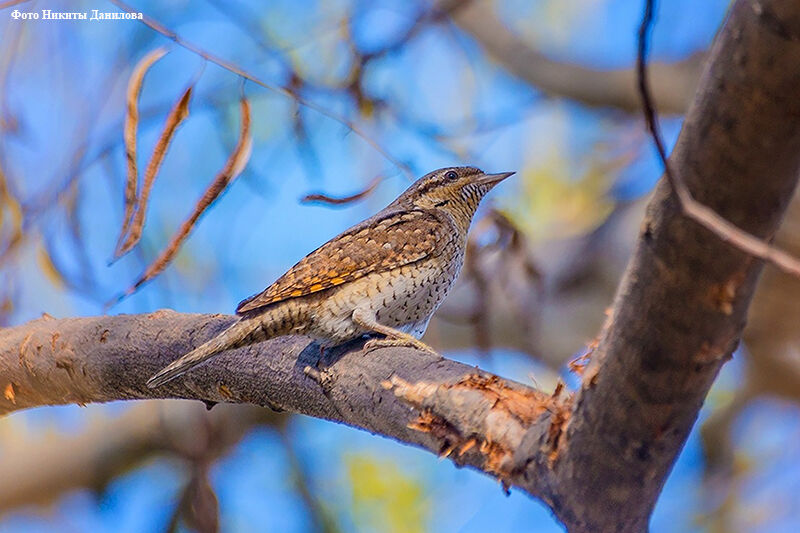 К Международному дню птиц в Маяковке откроется фотовыставка