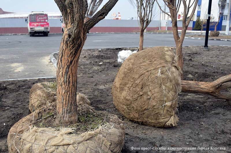 В Кургане высадили шаровидные ивы возле аэропорта