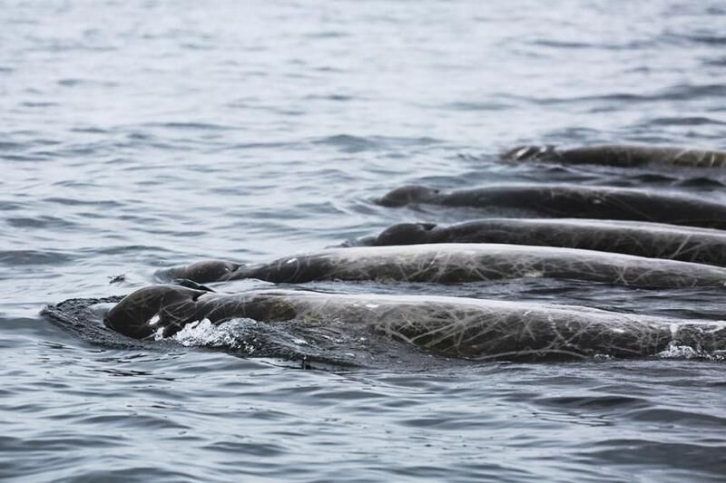 У Южных Курил открыли новый вид китов — плывун Сато