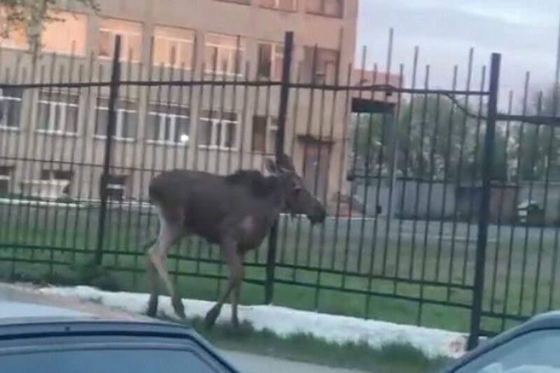 На улицах Кургана стали появляться лосята