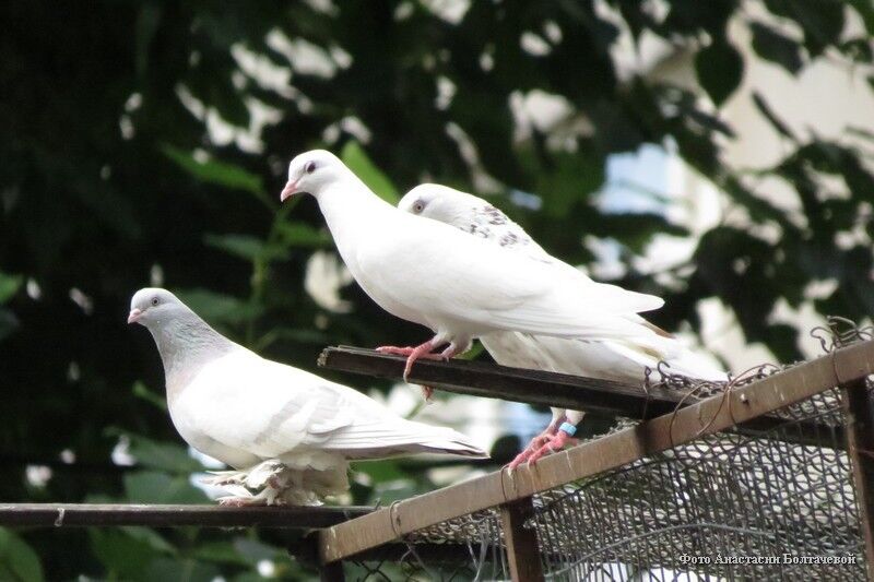 В Кургане живет голубевод с почти семидесятилетним стажем