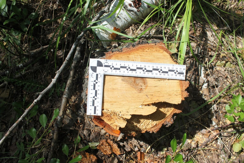 Зауралец сделал столбы из незаконно срубленных деревьев