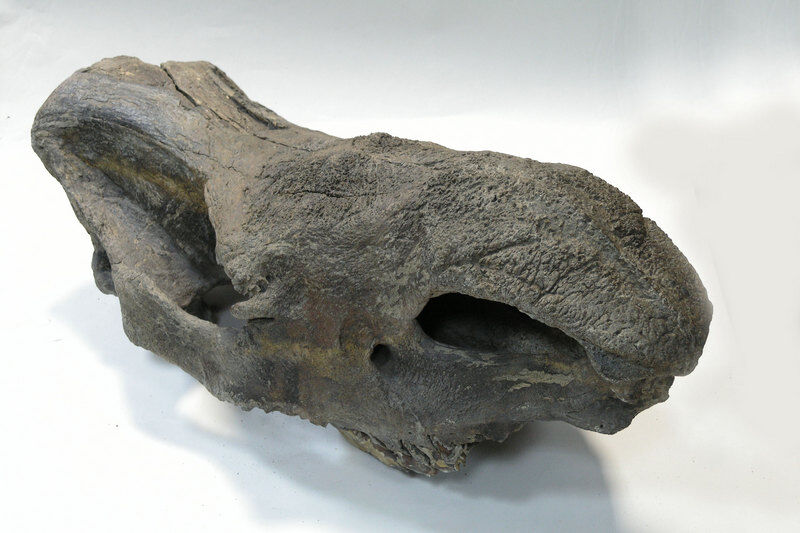 В Зауралье обитали носороги