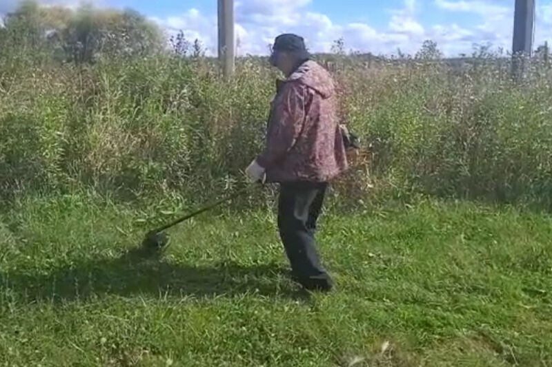 В Кургане обнаружили более полутора гектаров дикой конопли