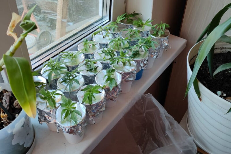 Курганец выращивал коноплю на подоконнике