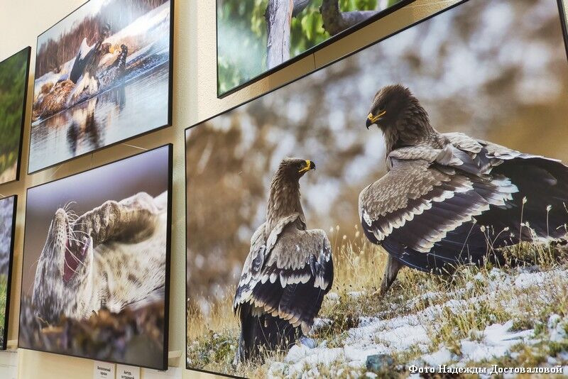 В Кургане открылась фотовыставка в рамках фестиваля природы «Первозданная Россия»