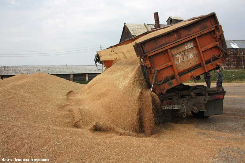 В Курганской области названы сроки завершения уборочной кампании