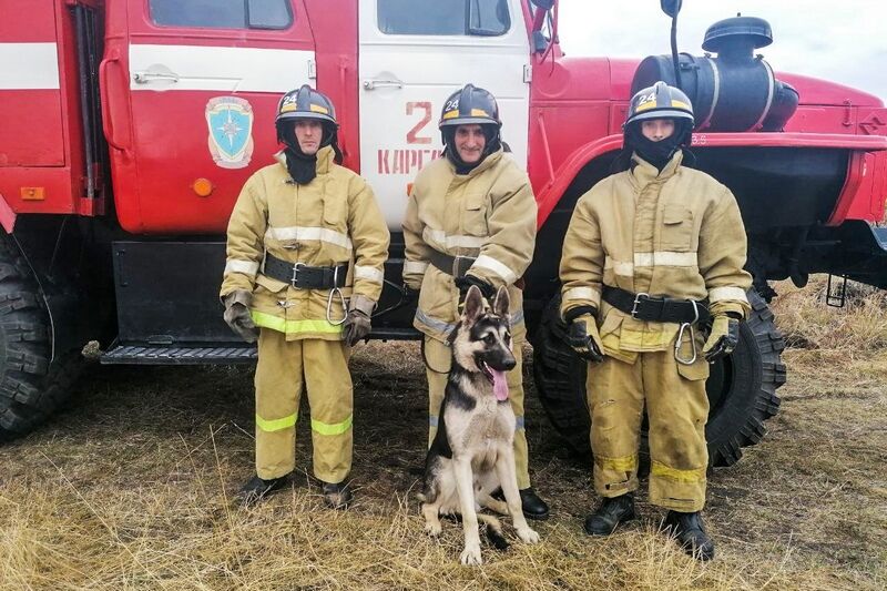 В Курганской области пожарные спасли пса из глубокой ямы
