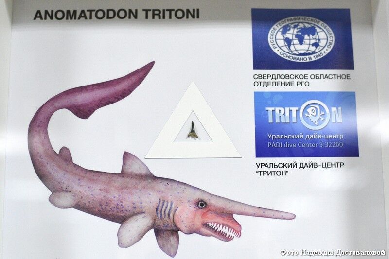 По Зауралью плавали акулы