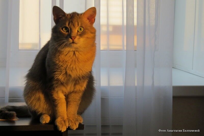 Обычных кошек не бывает: в Кургане краеведческий музей продолжает приём работ на фотовыставку