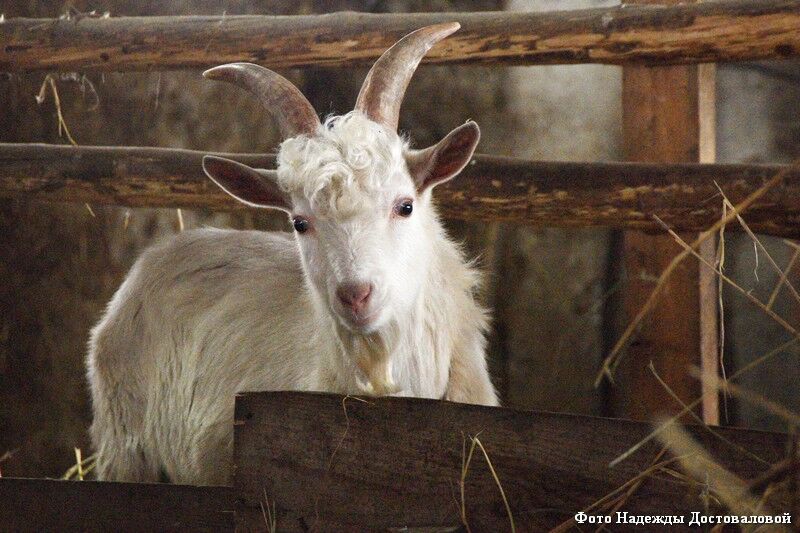 В Курганской области вокруг фермы нашли шкуры, ноги и кости животных