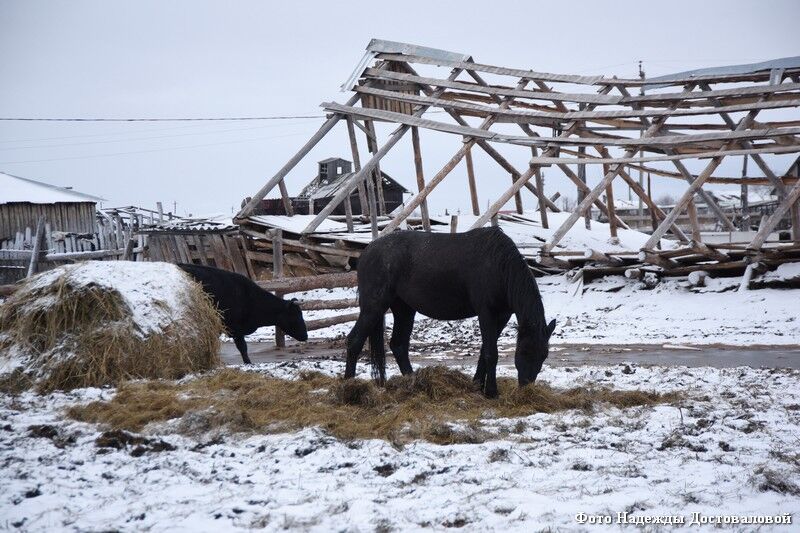 В хозяйстве у курганского фермера нашли животных-нелегалов
