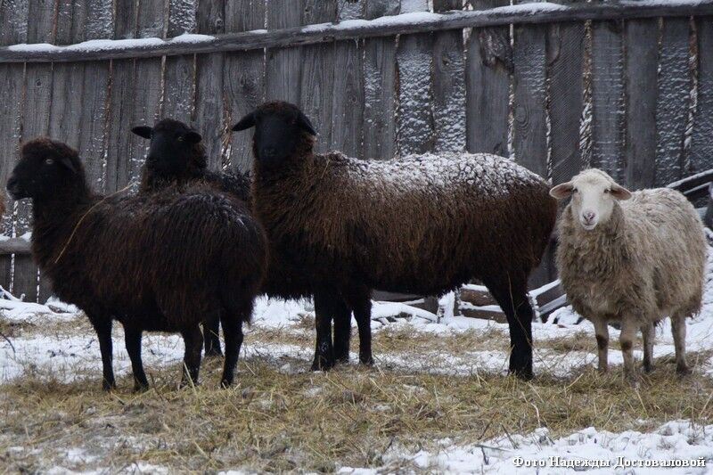 На ферме лентяям не место