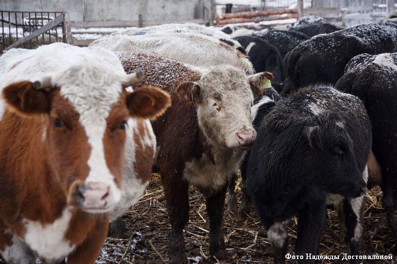 Сбер: в Курганской области в 2025 году на более чем 20% вырос объем льготного кредитования аграриев