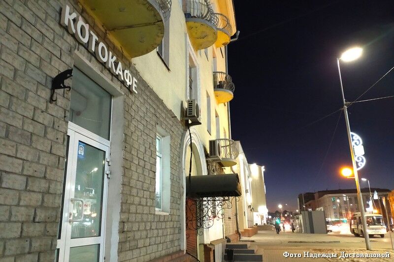 Курганское котокафе поделилось планами на 2023 год