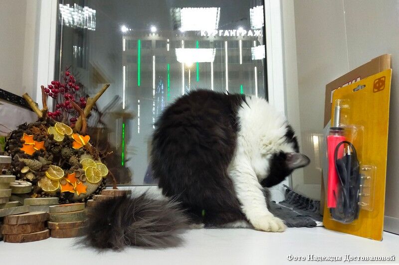 Мяукающие в Маяковке: в библиотеке пройдет акция ко Дню бездомных кошек