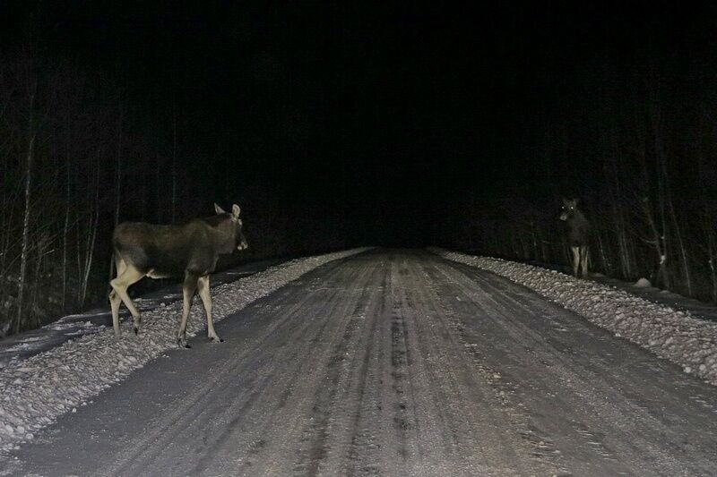 Женщина и девочка пострадали из-за лося на пути в Курган