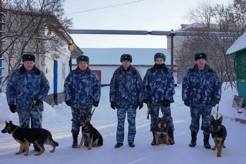 Немецкие овчарки устроились на работу в Зауралье