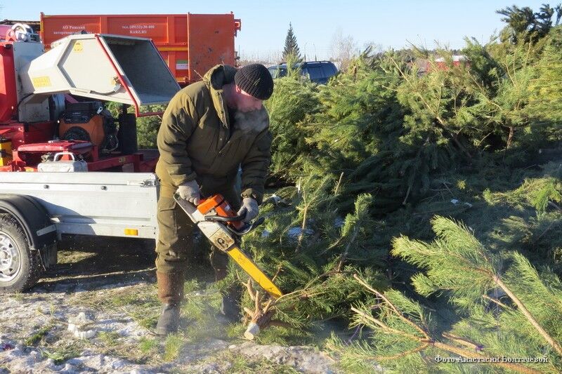 В Кургане отслужившие новогодние елки измельчат в щепу и передадут в помощь животным