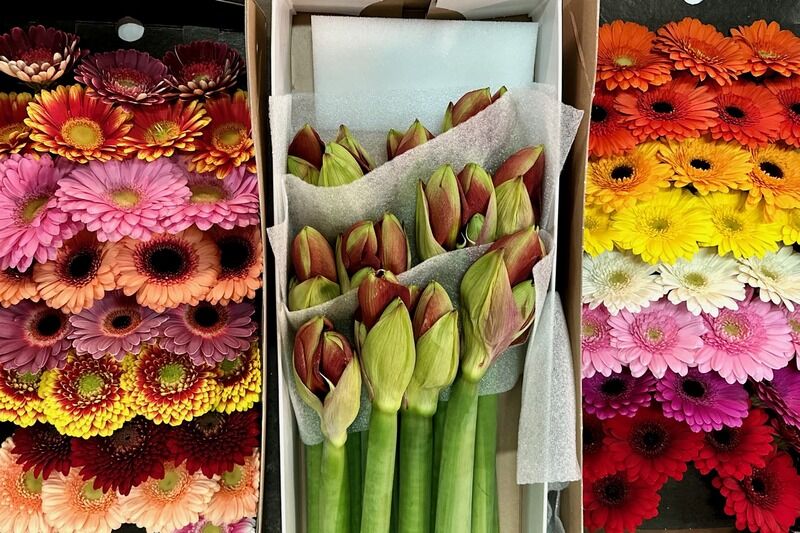 В Кургане рассказали, где можно будет купить живые цветы к 8 Марта