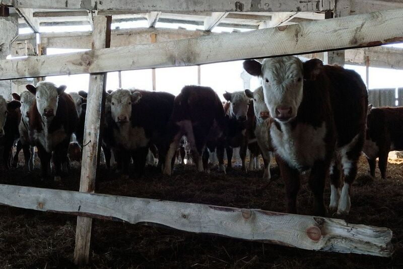 В Курганской области численность коров увеличится еще на тысячу голов
