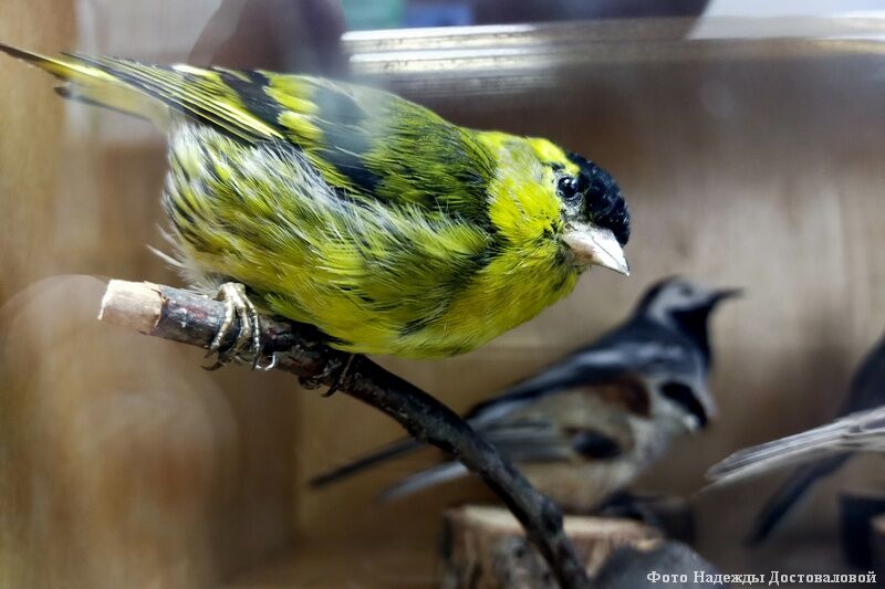 В Курганском областном краеведческом музее появились новые экспонаты