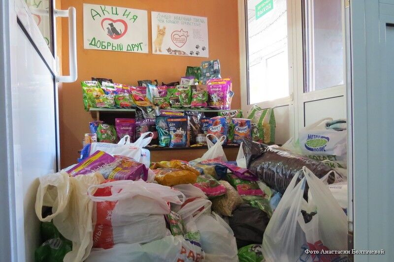 Курганские школьники помогли донецким кошкам