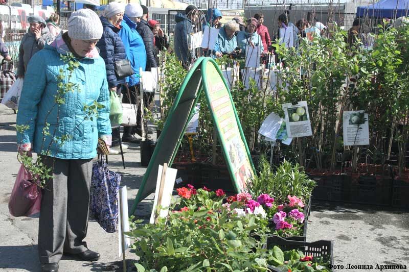 В Кургане проходит выставка-ярмарка «Дача. Сад. Огород — 2023»