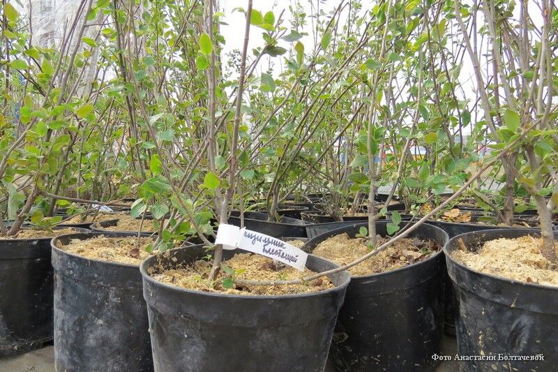 В Кургане рассказали об озеленении парков и скверов