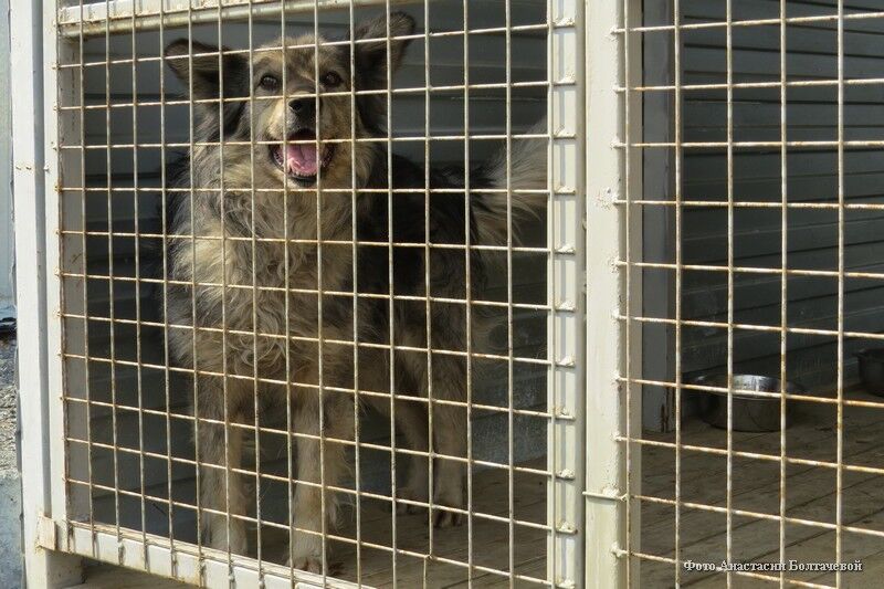 Пес из Смолино нашел старых хозяев и новый дом