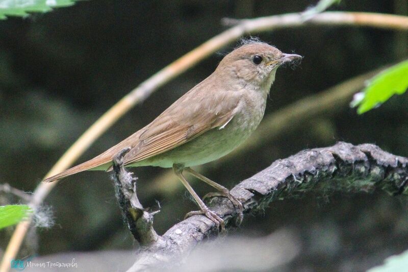 Жителям Кургана предлагают посчитать соловьёв