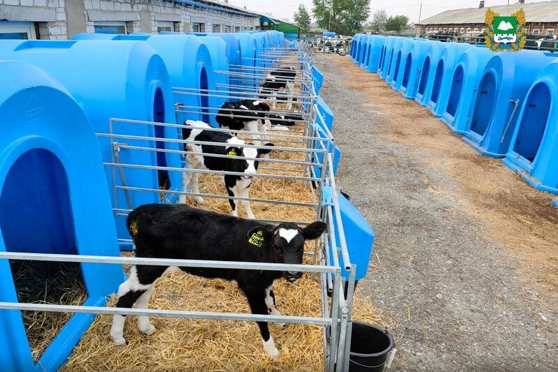 В Курганской области жителям безвозмездно раздают сельхозживотных