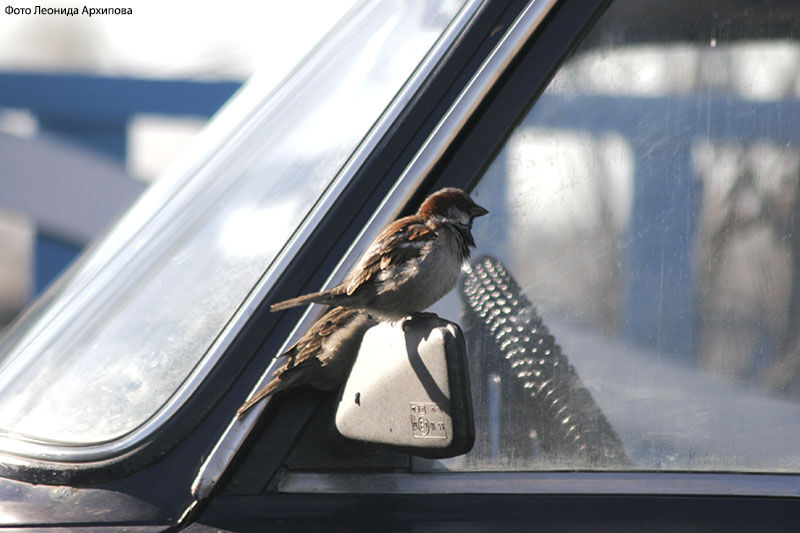Зарегистрировать автомобиль россиянам станет проще